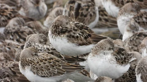 Close Up of Shorebirds Resting on Coastal Mudflat in Wetland Stock Footage 327685881