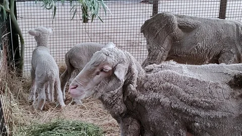 Close-up of a shorn Corriedale sheep next to another one and its lambs duri.. Stock Footage 291470419