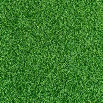 Close-up of short green grass texture Stock Photos
