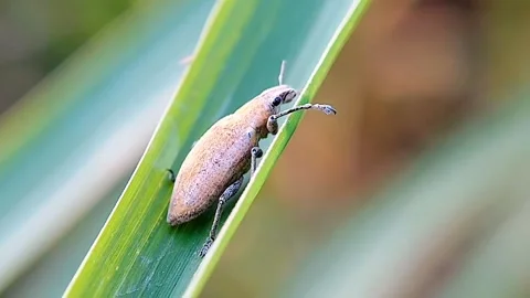 Close-up of a short-nosed beetle (Phyllobius argentatus) relaxing on a grass lea Stock Footage 318864112