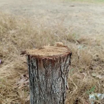 Close up of short rough cut tree stump standing in dry withered grass Fotos de archivo