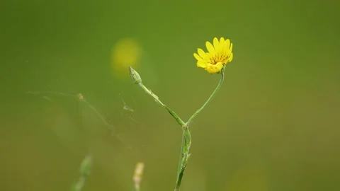 Close up short summer sun field with flowers. Nobody nature landscape. Green Video stock 201340933