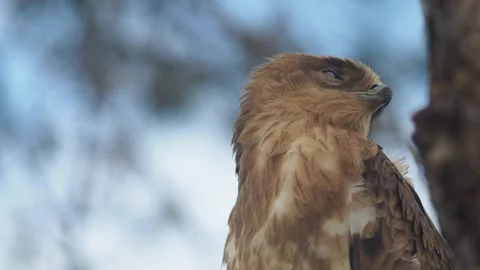 Close-up of a Short-Toed Snake Eagle Perched on a Tree Branch Stock Footage 342895106