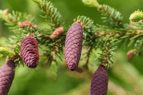 A close up of a shortstraw pine cone on a tree branch Stock Photos