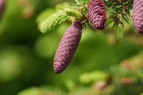 A close up of a shortstraw pine cone on a tree branch Stock Photos