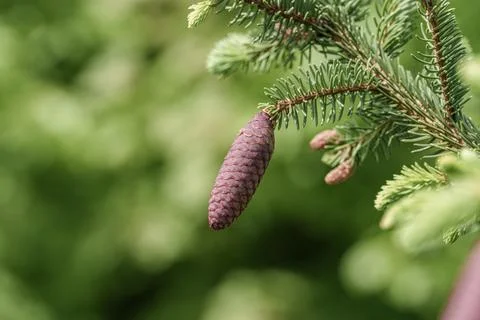 A close up of a shortstraw pine cone on a tree branch Stock Photos