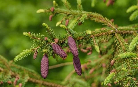 A close up of a shortstraw pine cone on a tree branch Stock Photos