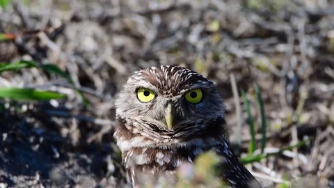 A close up shot in 4K of a burrowing owl Stock Footage 72833277