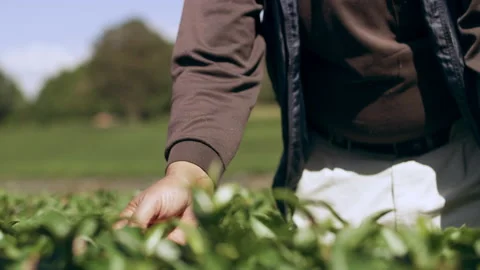Close up shot on 4k RED camera on gimbal. Content Japanese farmer picking tea le Stock Footage 199459136