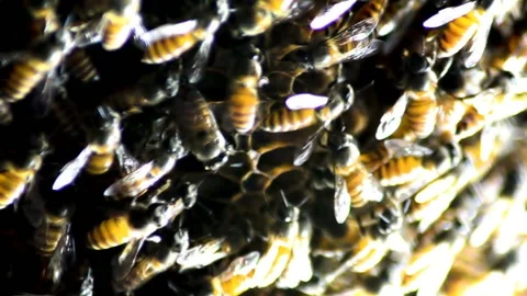 Close shot of active bees in a home beehive. Stock Footage 164918954