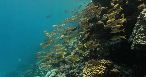 A close shot of an aggregation of yellow fine goatfish in the red sea. Stock-Footage 271189011