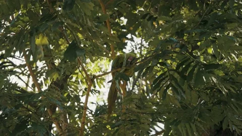 Close up shot of aggressive Green Macaw sitting on branch of tree and 動画素材 152978458