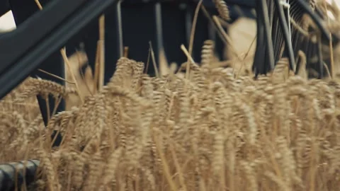 Close-up shot of agricultural modern machine working on golden beautiful field Stock Footage 213670938