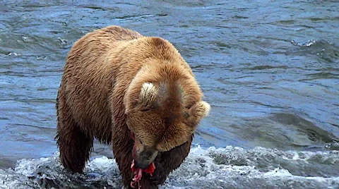 Close Shot of Alaskan Brown Bear Eating a Salmon at Top of Falls Stock Footage 51333946