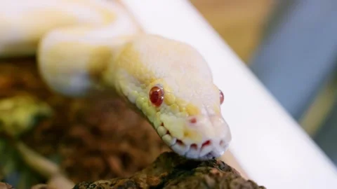 Close-up shot of albino python in slow motion with vivid red eyes and intricate Video stock 309016660