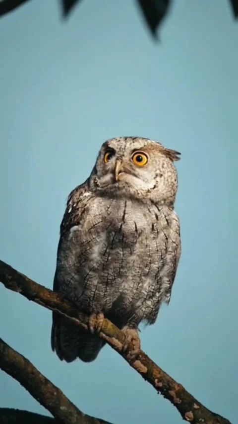 A close-up shot of an alert owl perched on a tree branch 스톡 동영상 344250627