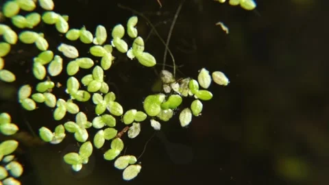 Close-up shot of algae and fungi in water (2) Stock Footage 210852467