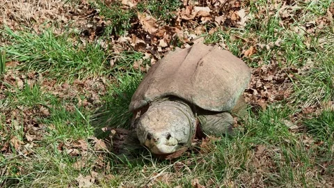 Close up shot of Alligator snapping turtle crawling Stock Footage 178137495