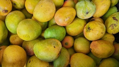 Close-up shot of Alphonso mangoes, also known as Hapus or Ratnagiri mangoes.. 스톡 동영상 313380854