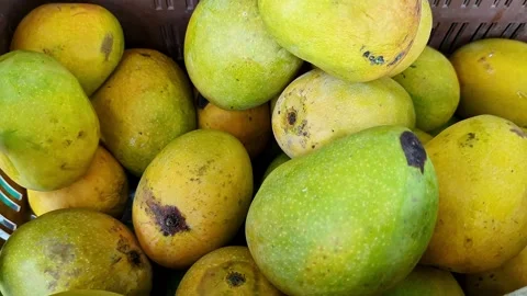 Close-up shot of Alphonso mangoes, also known as Hapus or Ratnagiri mangoes.. Stock Footage 313380860
