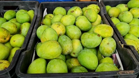 Close-up shot of Alphonso mangoes, also known as Hapus or Ratnagiri mangoes.. Video stock 313380960