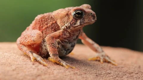 Close-up shot of an  American Toad Vídeo Stock 230177154