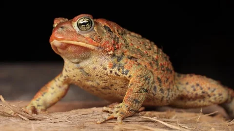 Close-up shot of an  American Toad Video stock 255857495