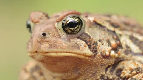 Close-up shot of an  American Toad Stock Footage 337078040