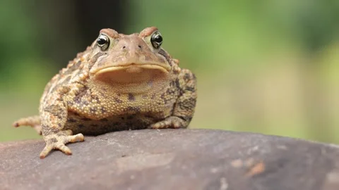 Close-up shot of an  American Toad Stock Footage 337078043