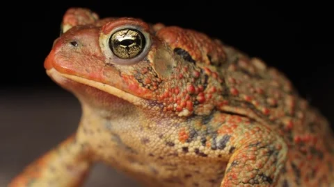Close-up shot of an  American Toad Stock Footage 337078045