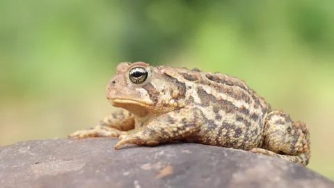 Close-up shot of an  American Toad Stock Footage 337325048