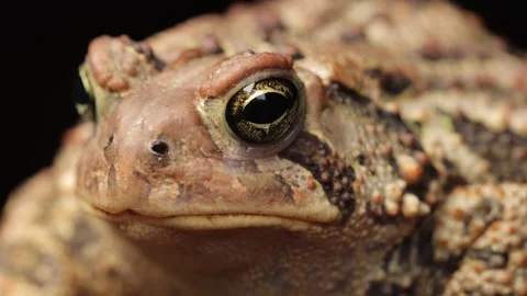 Close-up shot of an  American Toad Stock Footage 337325054