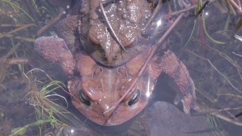 Close shot of American Toads - Anaxyrus americanus mating in pond, 1080p tripod 스톡 동영상 98917900