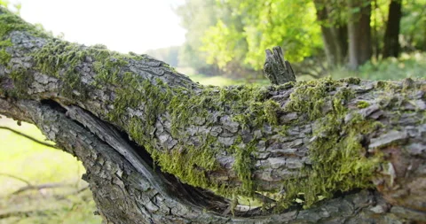 Close up shot of and old tree bark covered in moss Stock Footage 260136699