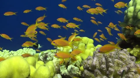 A close shot of Anthias Vídeo Stock 33531195