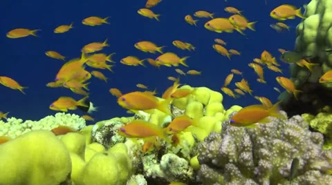 Close shot of Anthias Stock Footage 33531616