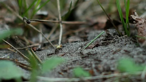 Close-up shot of an anthill. Ants are working. Stock Footage 130216310