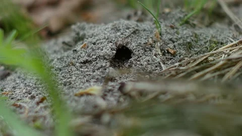 Close-up shot of an anthill. Ants work, come in and go out of the hole. Stock Footage 130216280