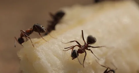 Close-up shot of ants Stock-Footage 135713834