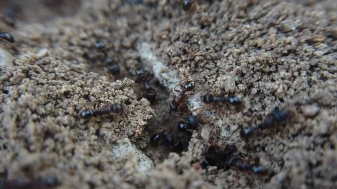 A close up shot of ants moving around in cracks of dirt. Stock Footage 116530996