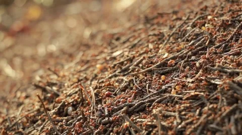 Close-up shot of ants moving on the surface of an ant-hill Stock Footage 54527251