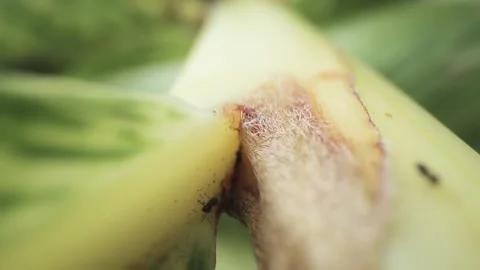 Close-up shot of ants moving on top of a plant Stock Footage 132211941