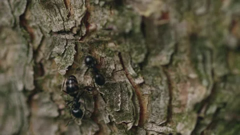 Close up shot of ants on tree bark Stock-Footage 240877689