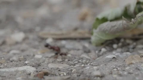 Close up shot of Ants working in the nest Stock Footage 43856110