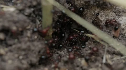 Close up shot of Ants working in the nest 스톡 동영상 43856282