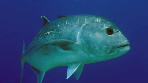 Close shot of approaching jack fish, red sea Stock Footage 38645934