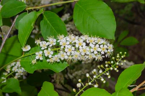 Close-up shot of aromatic bird-cherry blossom Stock Photos