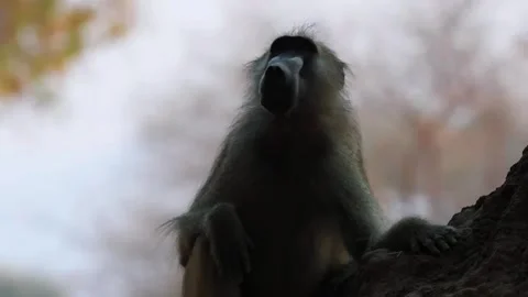 Close-Up Shot of Baboon Looking Toward Camera Stock Footage 321837435