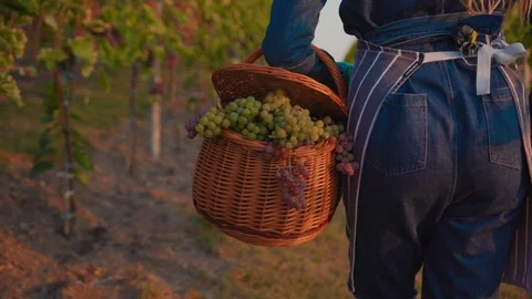 Close up shot back young farmer woman walk hold harvest basket with grapest on Stock Footage 117576713