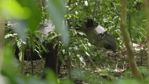 Close up shot of a baird's tapir standing in a patch of sun in the rainforest 스톡 동영상 201468111